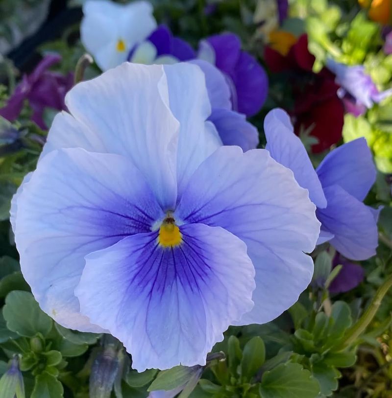 Pansy