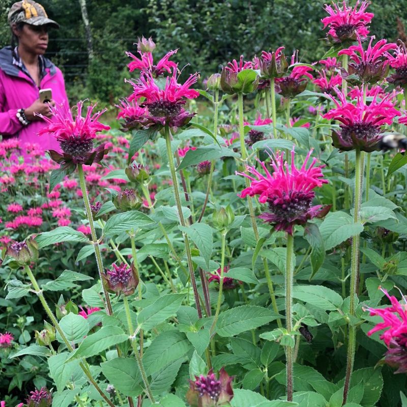 Bee Balm