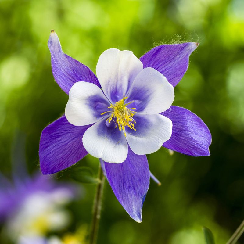 Columbine