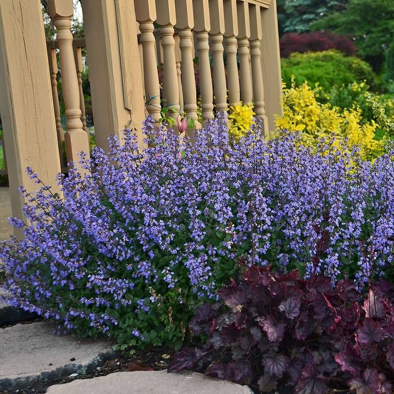 Catmint (Nepeta)