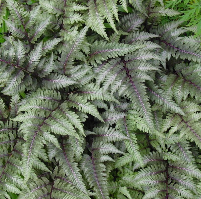 Ferns (e.g., Japanese Painted Fern)