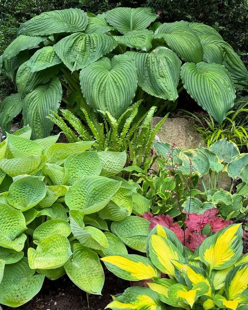 Hosta