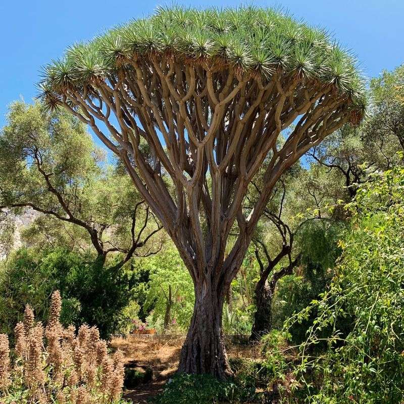 Dragon Tree