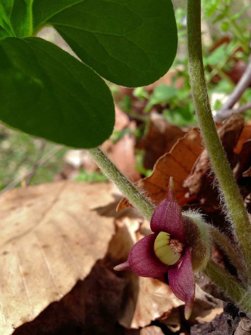 Wild Ginger (Asarum canadense)