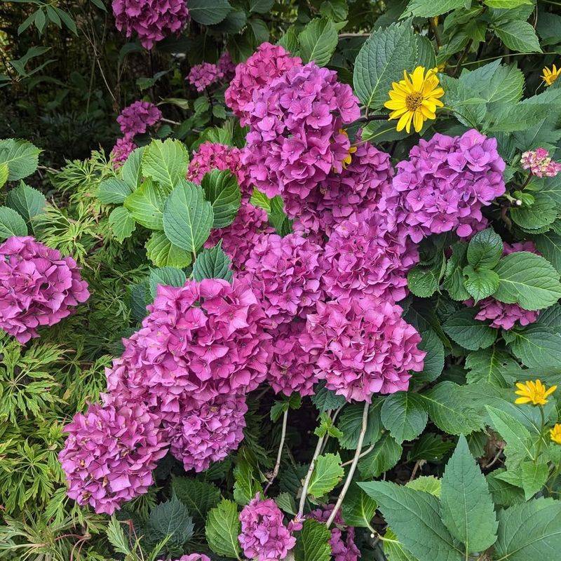 Merritt's Supreme Hydrangea