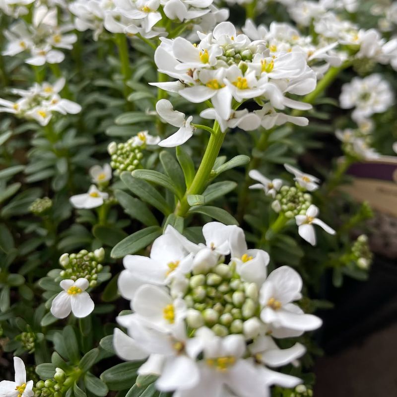 Candytuft