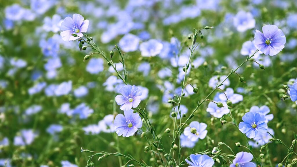 blue flax flowers