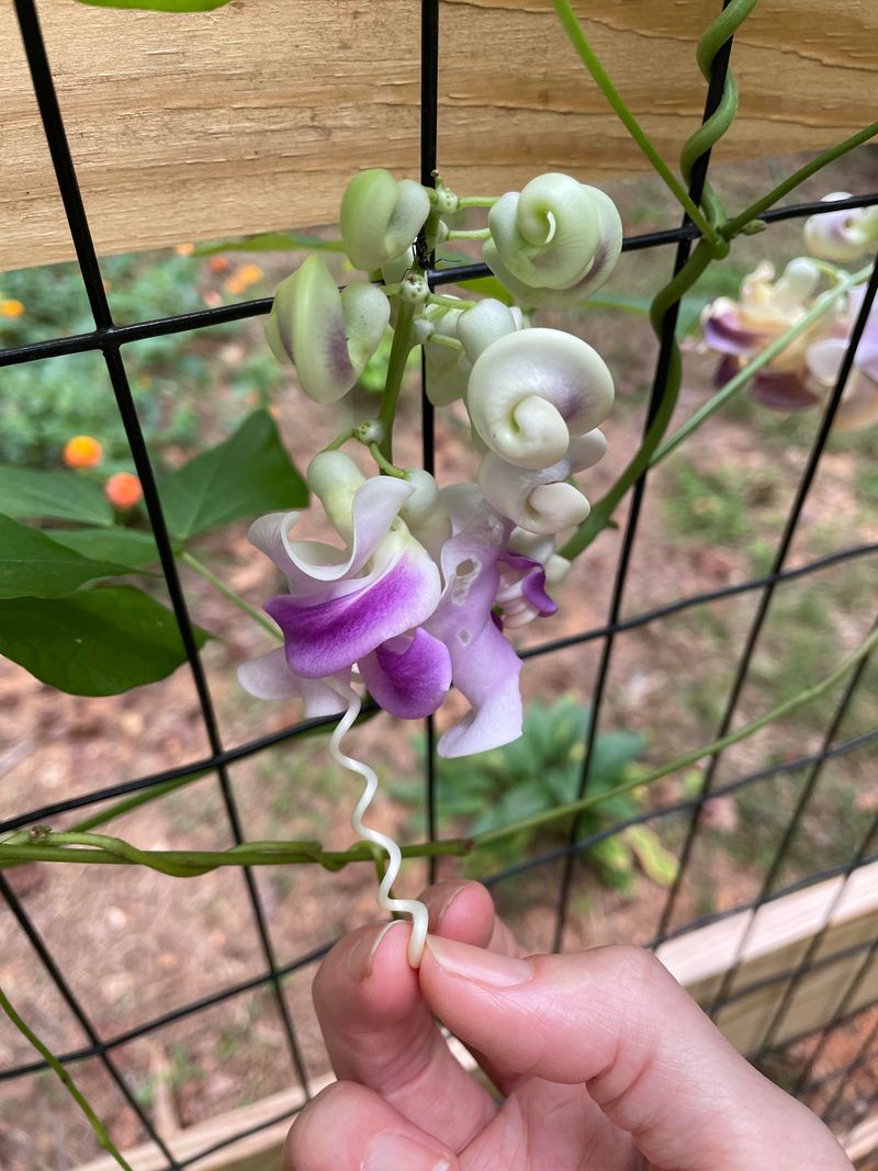 Snail Vine – Unique, Twisting Blooms Without the Takeover