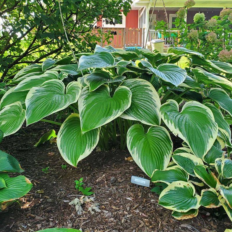 Hostas – Too Sensitive for Texas Summers