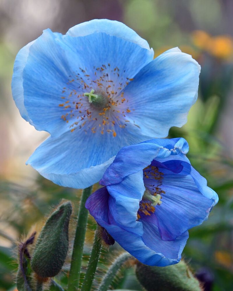 Himalayan Blue Poppy