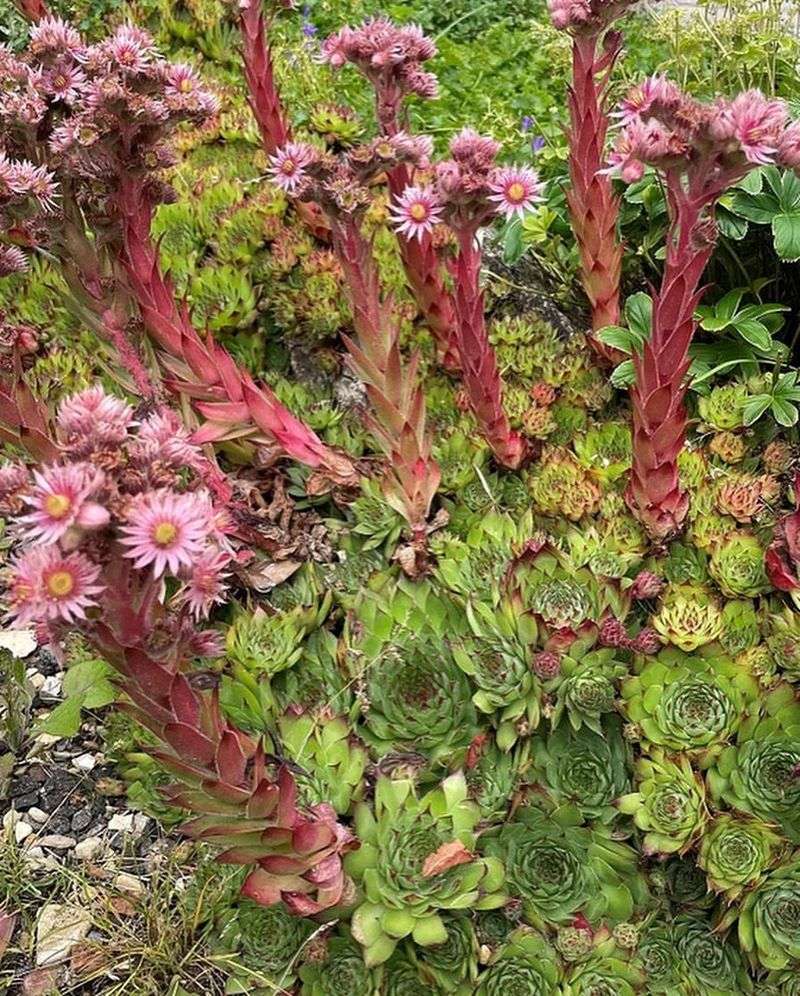 Hens and Chicks