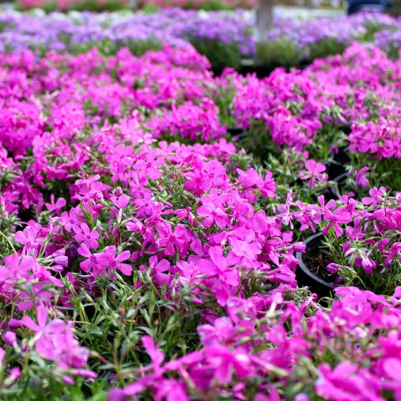 Creeping Phlox: A Colorful, Controlled Option