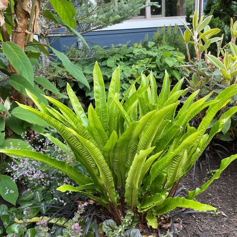 Hart's Tongue Fern