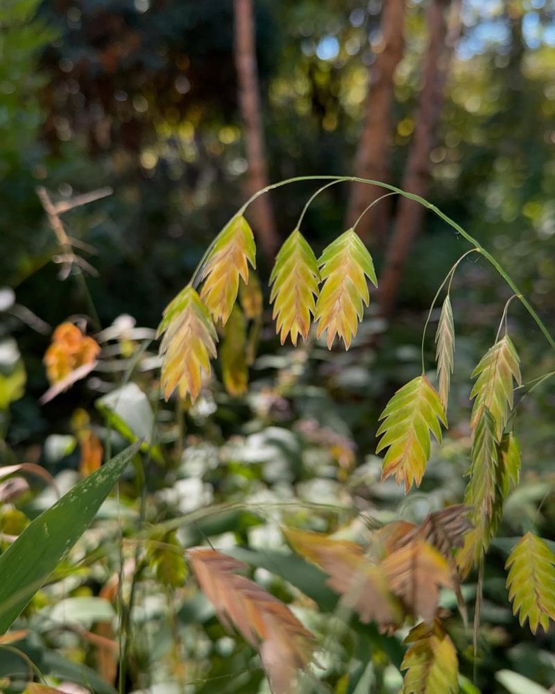 Northern Sea Oats