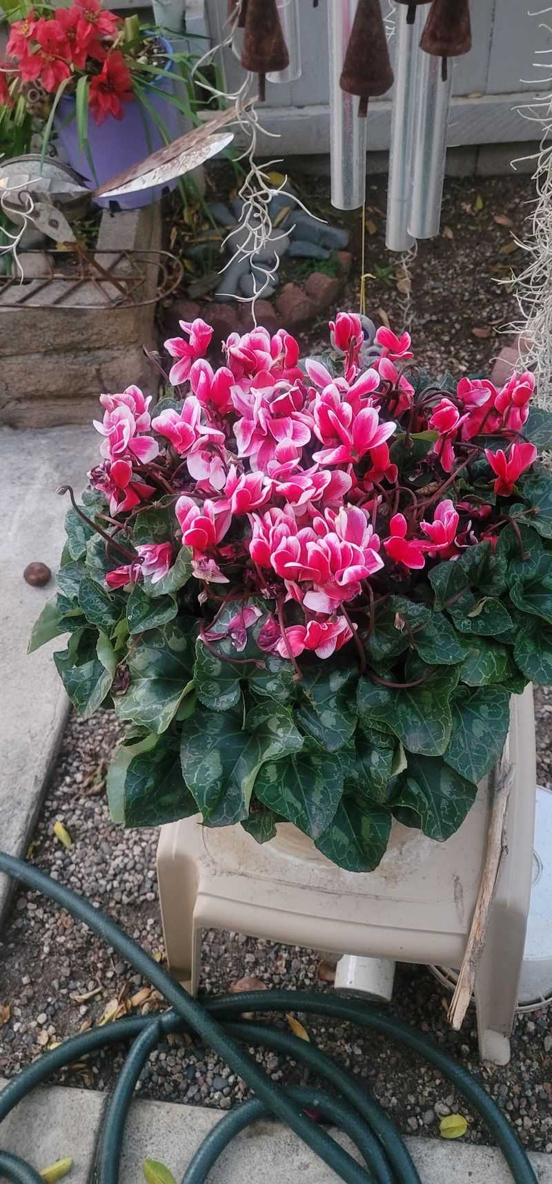 Cyclamen