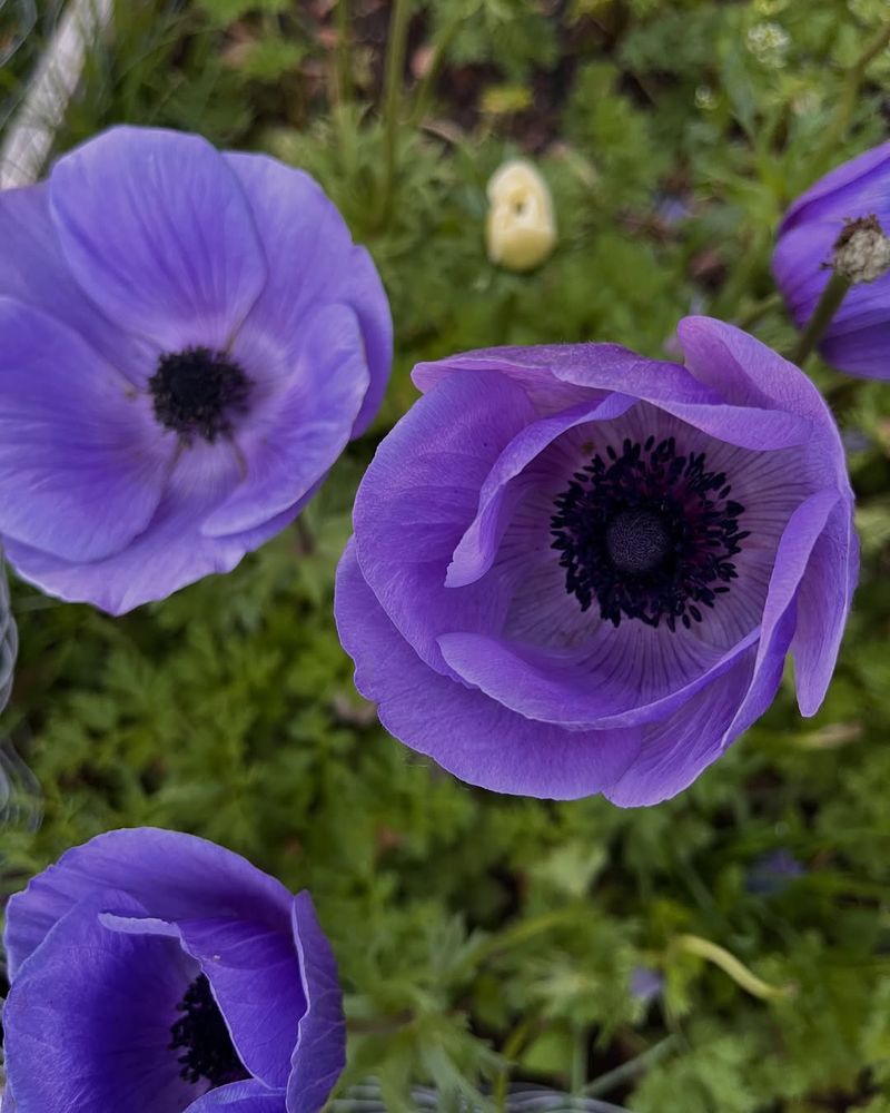 Anemone