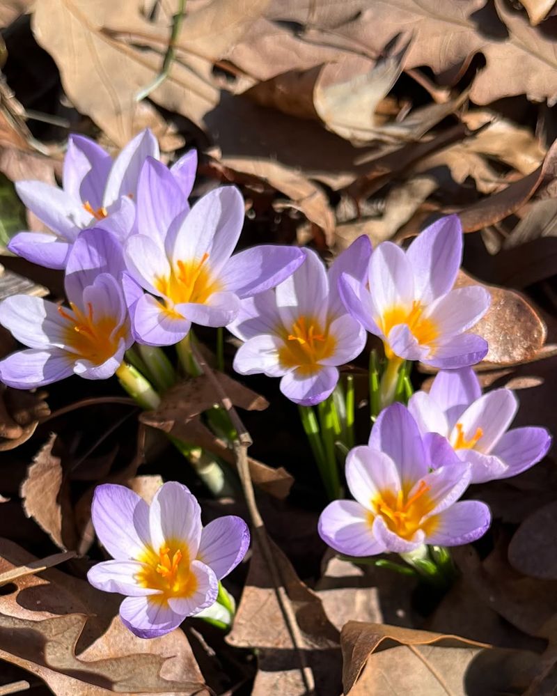 Crocus