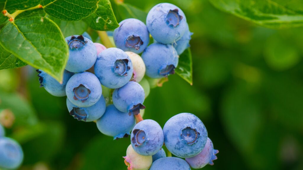 blueberries