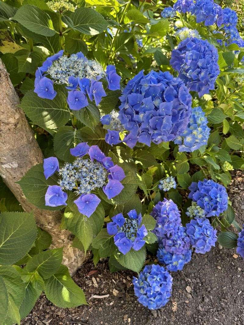 Hydrangeas