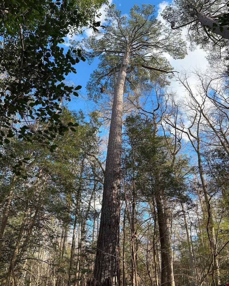 Loblolly Pine