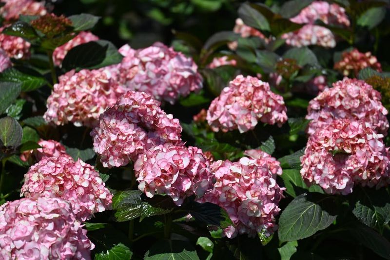 Miss Saori Hydrangea