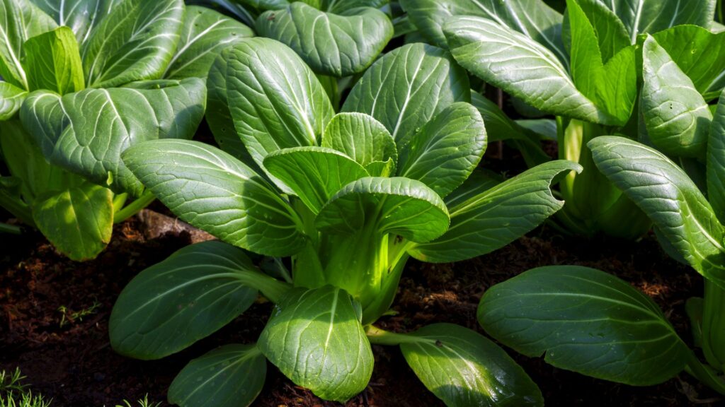 baby pak choi or bok choy