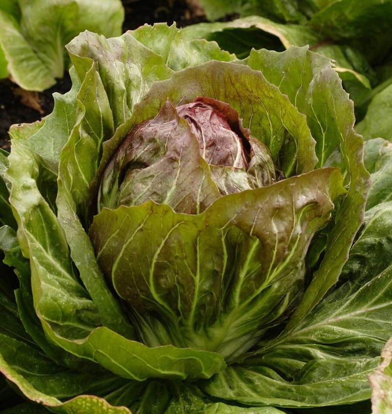 Radicchio