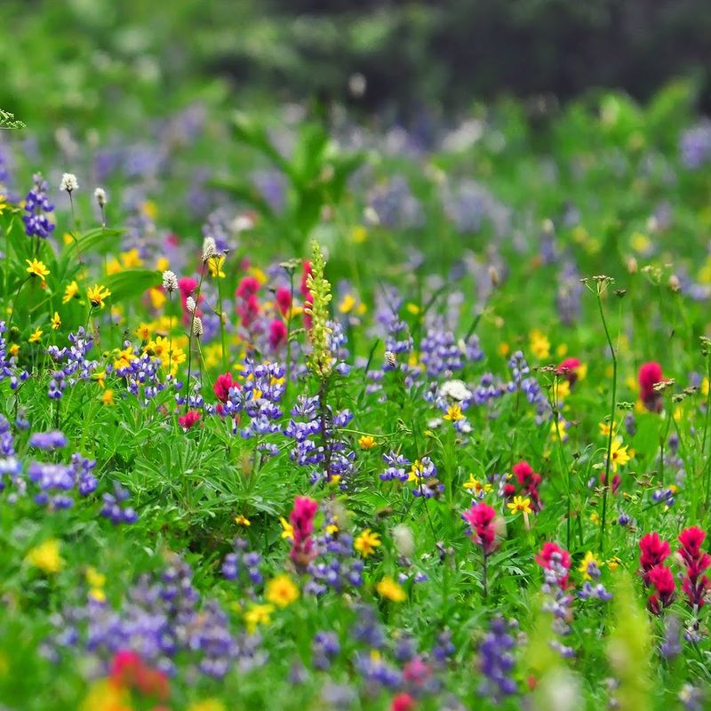 USA For Great Smoky Wildflowers