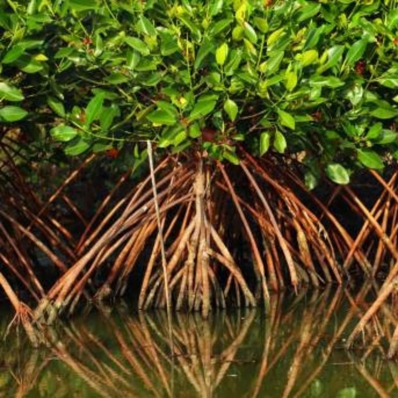 Mangrove
