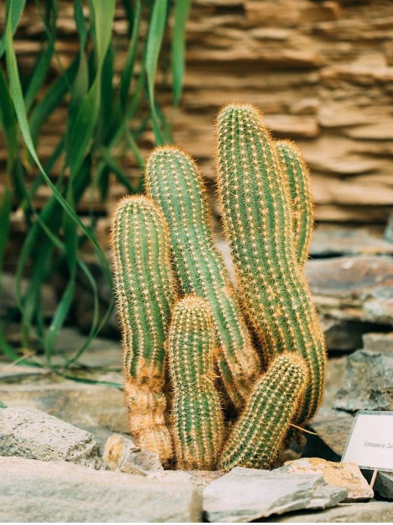 Cactus