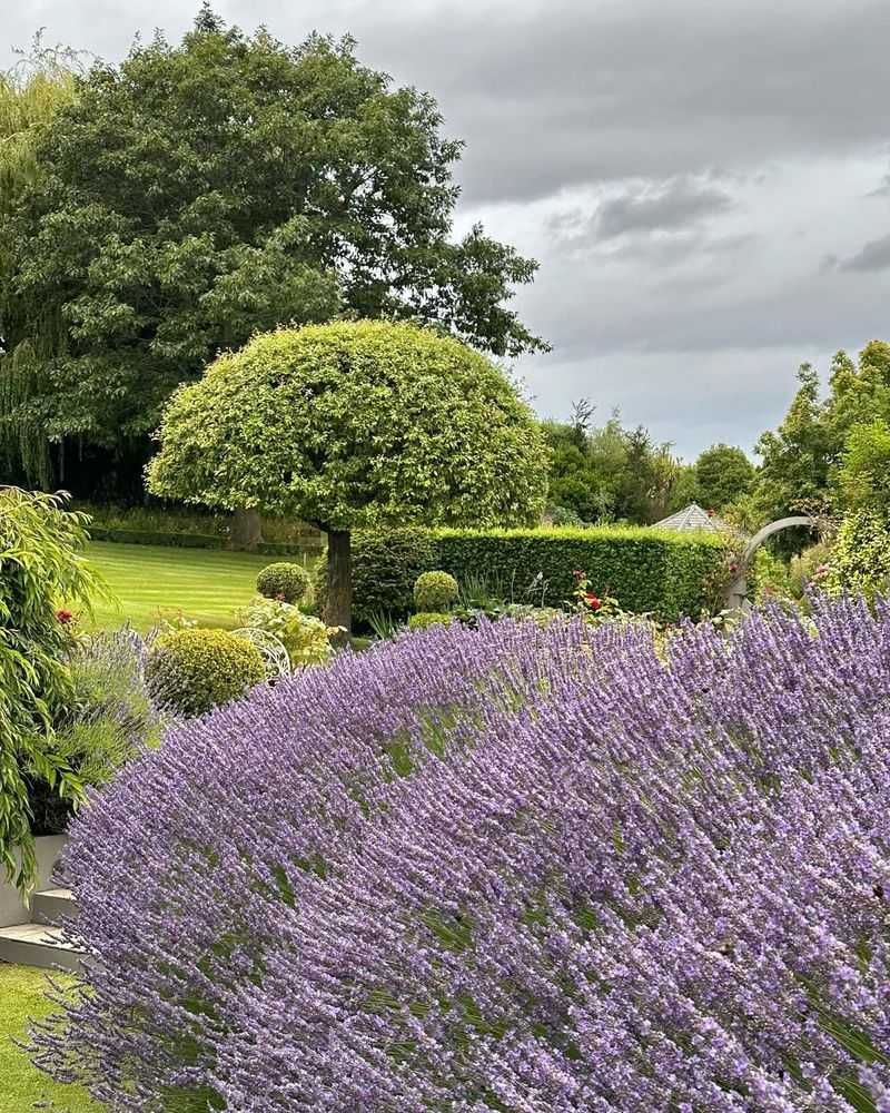 English Lavender