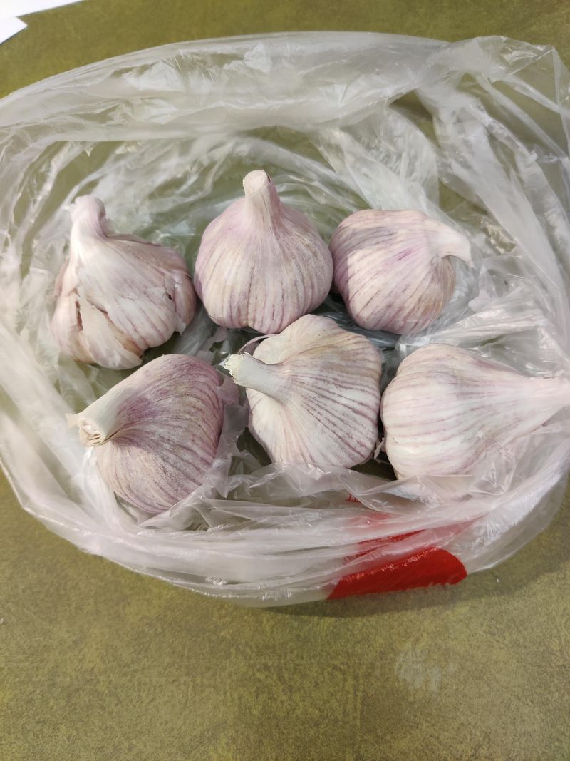 Garlic