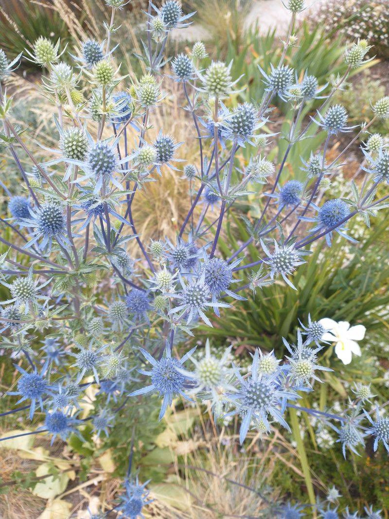 Eryngium (Sea Holly)