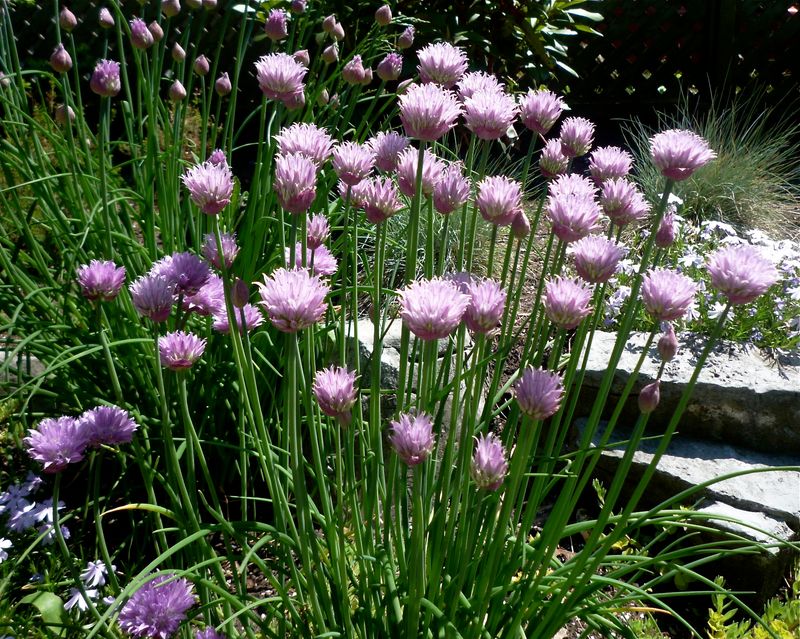 Chive Blossom