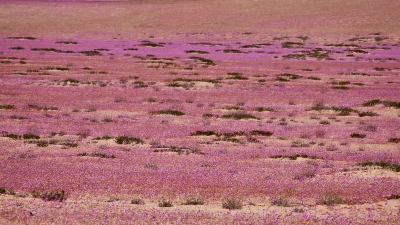 Chile For Atacama’s Desert Blooms