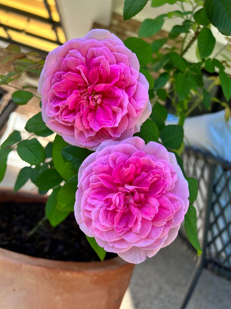 Gertrude Jekyll