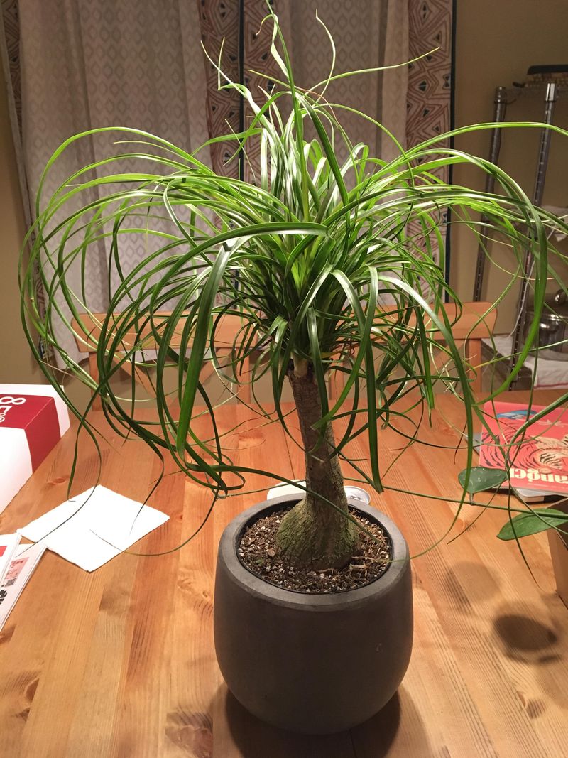 Ponytail Palm – A Self-Sustaining Beauty