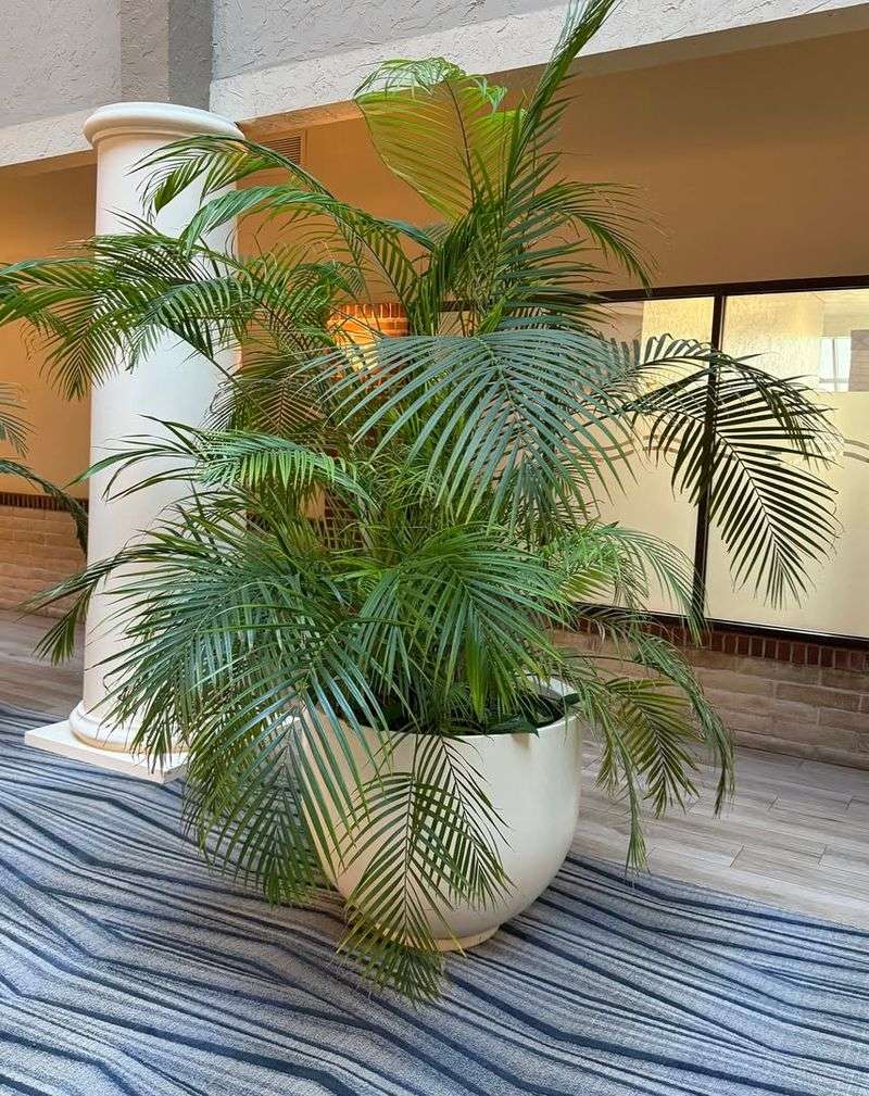 Areca Palm  – The Moisture Restorer