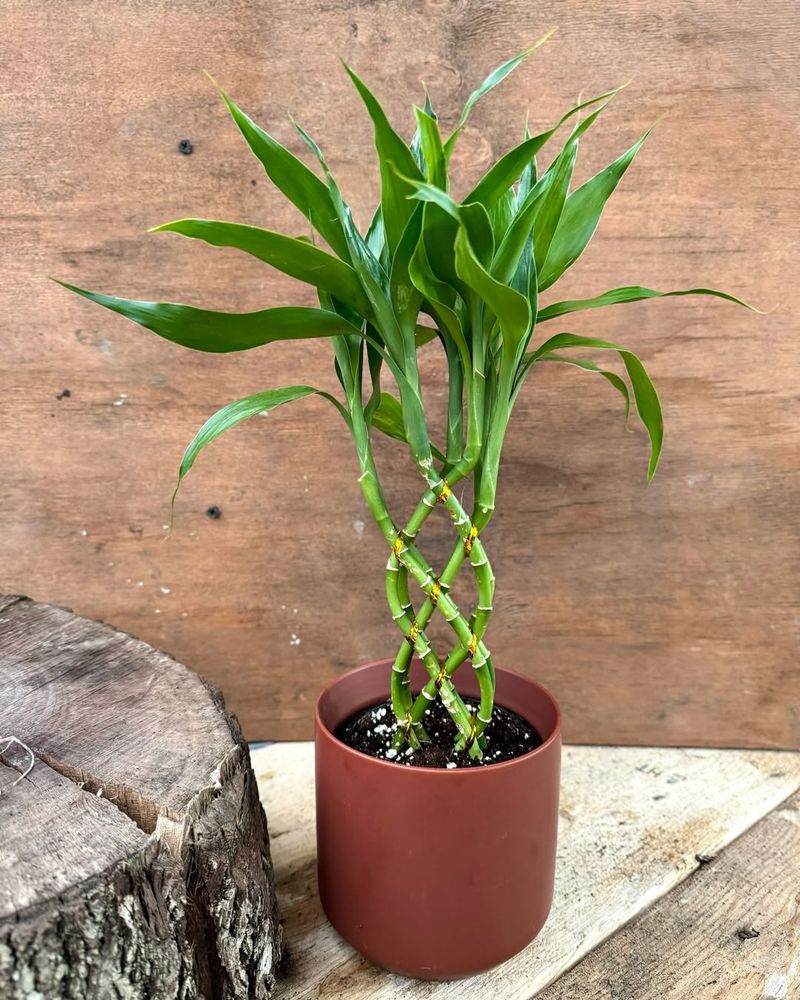 Lucky Bamboo (Dracaena sanderiana)