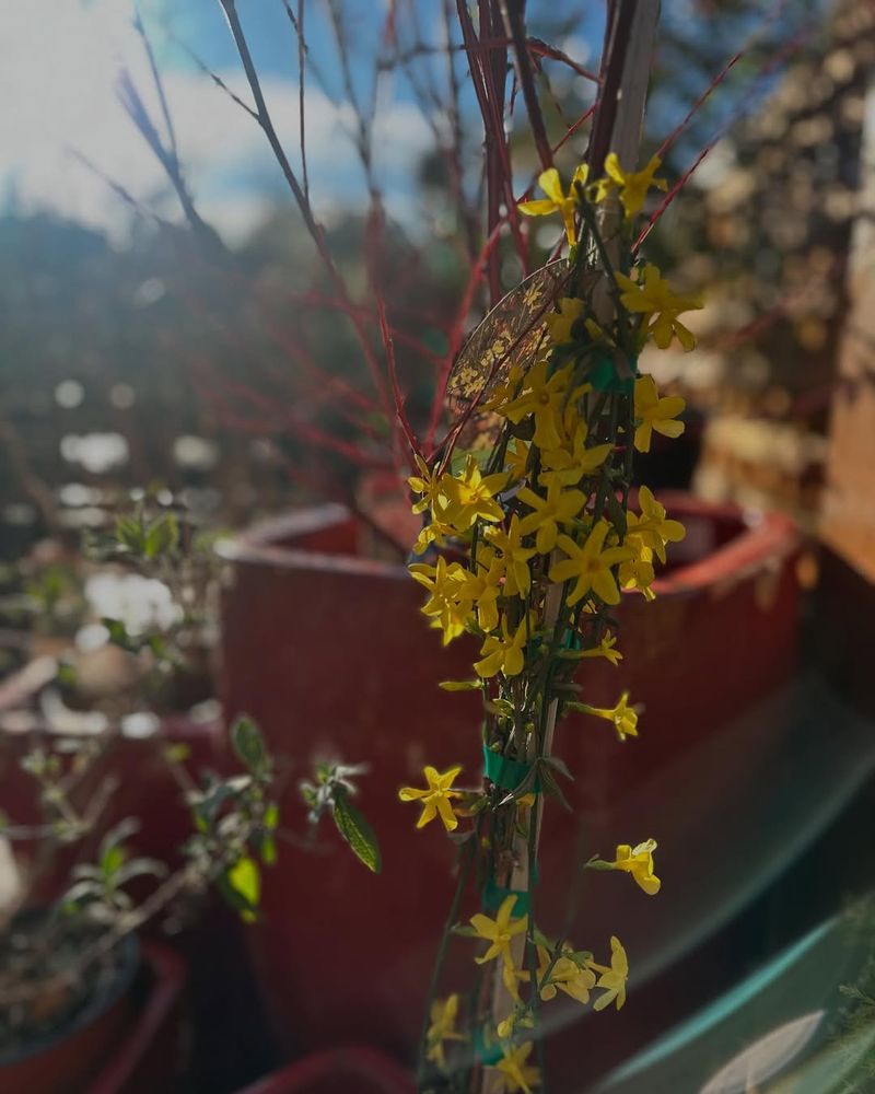 Winter Jasmine