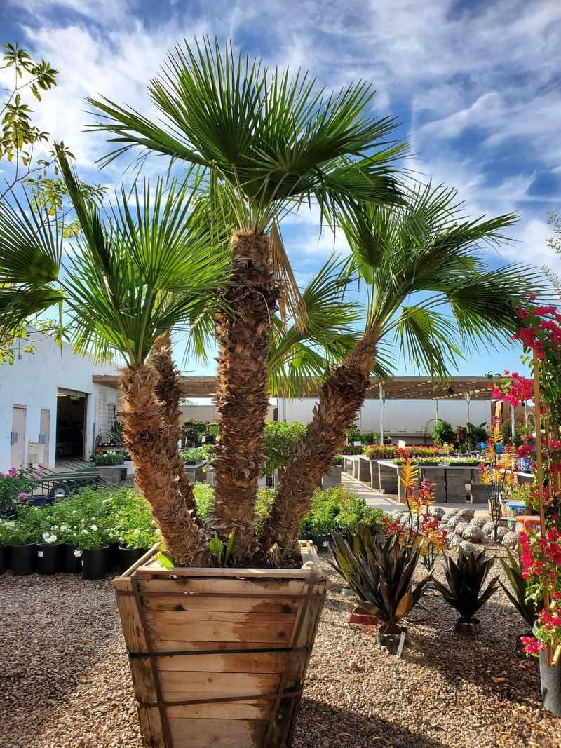 Mediterranean Fan Palm