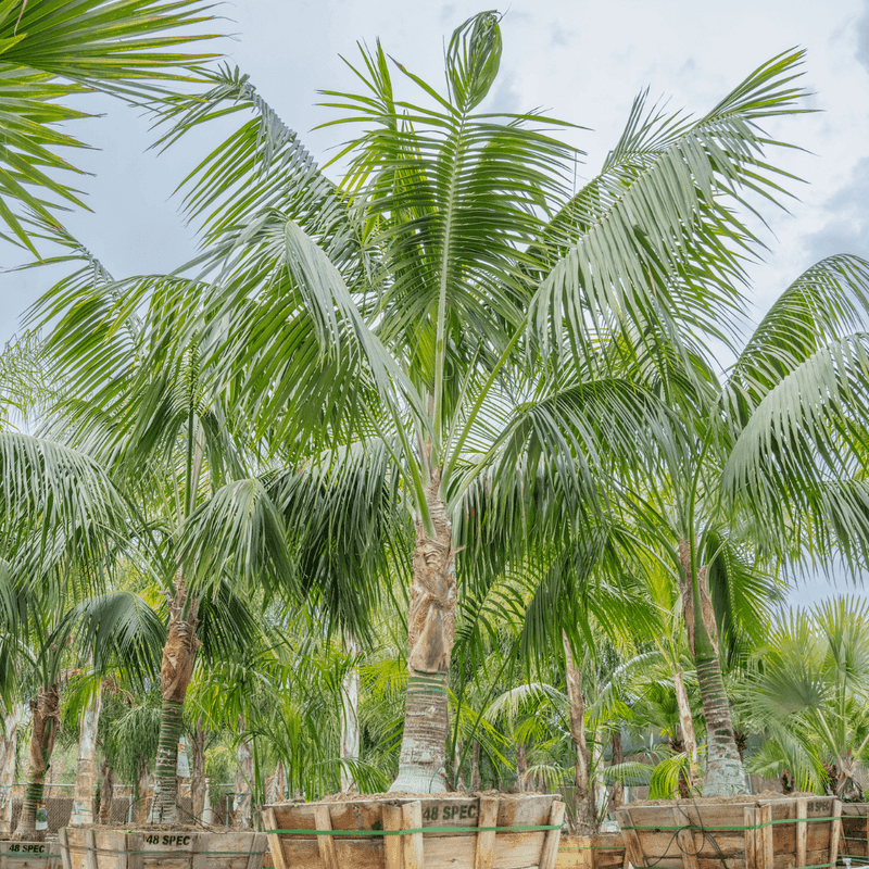 Kentia Palm