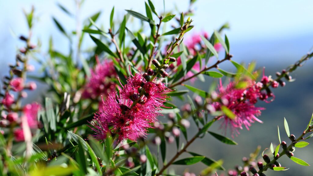 bottlebrush grass