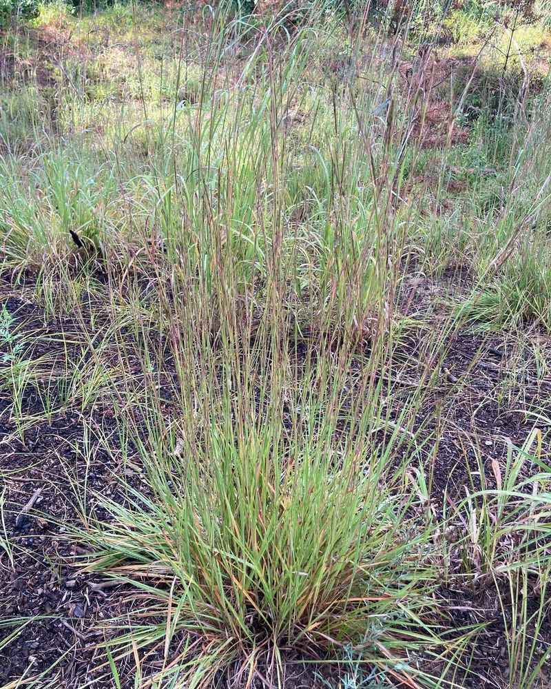 Big Bluestem