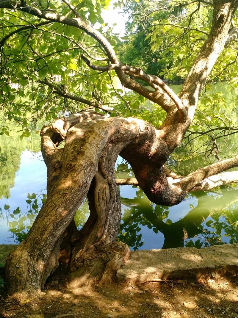 Catalpa Tree