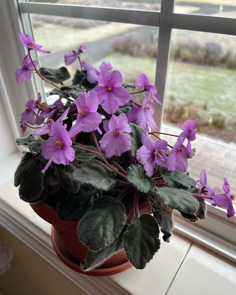 African Violet