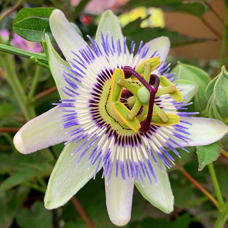 Passionflower