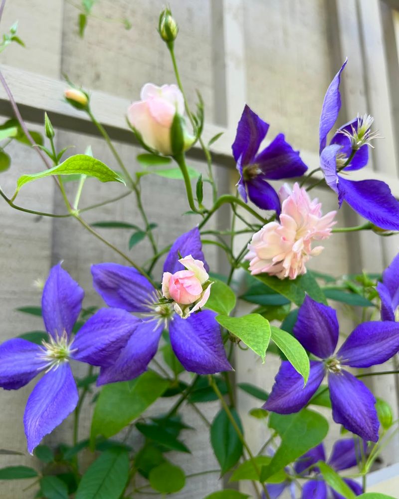 Clematis ‘Jackmanii’