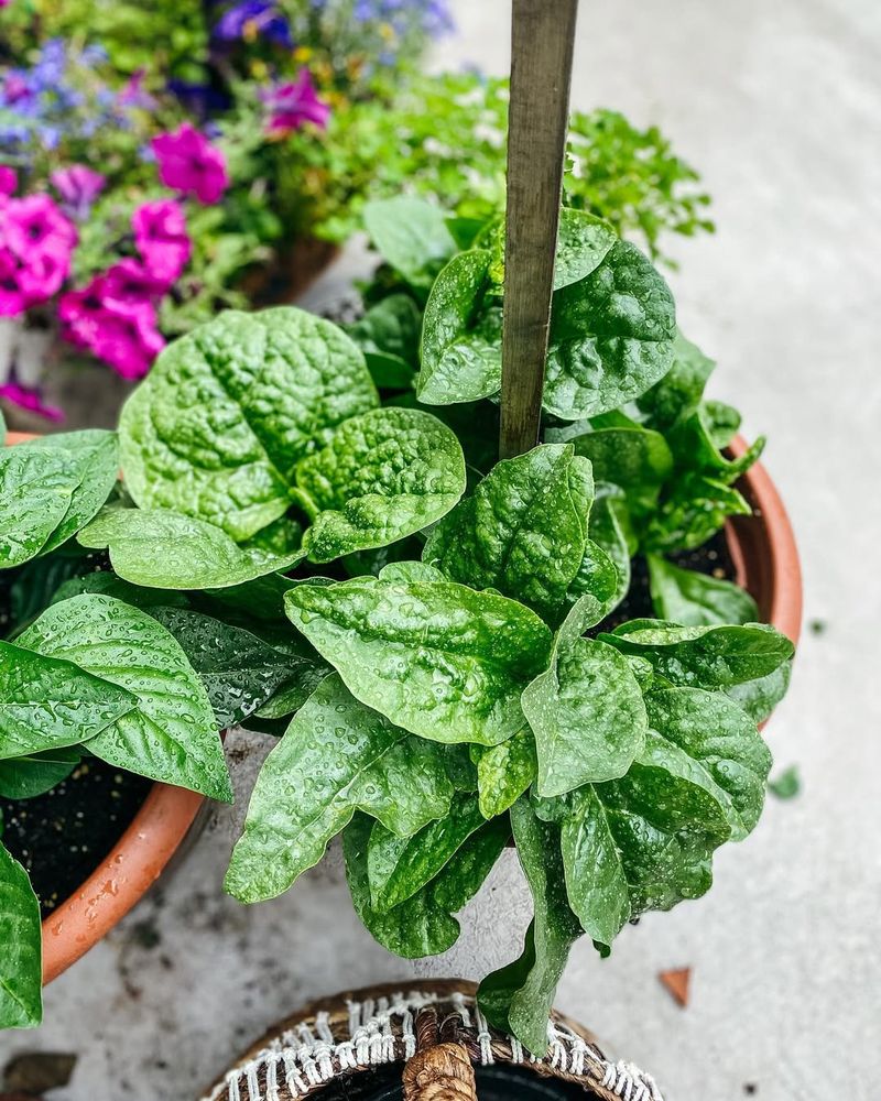 Malabar Spinach