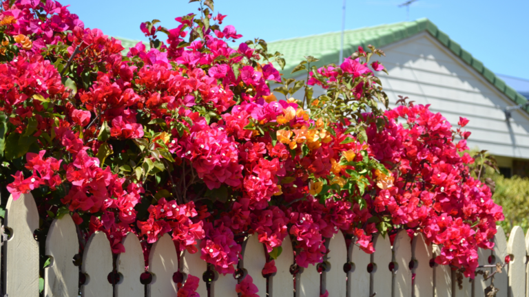 Bougainvillea on a fence
